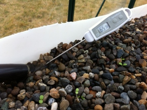 Sprouts in the gravel above