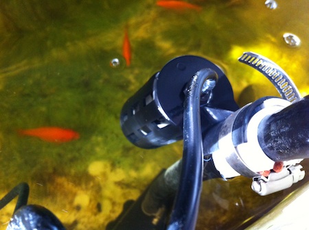 Goldfish swimming around pump cutoff float valve