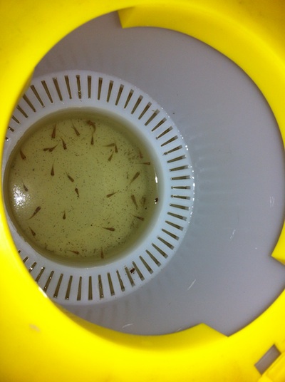 Tilapia fry in a bait bucket which, ironically, should keep them *safer*.