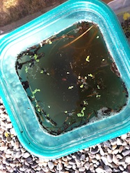 A little duckweed in a little leftover tub