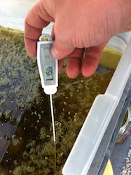 Testing the temperature of another duckweed growing attempt