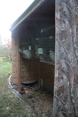 Rabbits in hutch